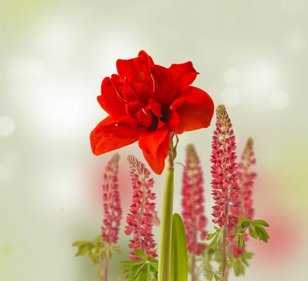 Kırmızı Lupin Arka Planda Çiçek Açan Kırmızı Hippeastrum Amaryllis Red — Stok fotoğraf