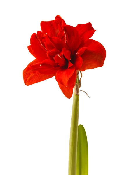 Blooming Red Hippeastrum Amaryllis Red Nymph Large Double Group White — Stock Photo, Image
