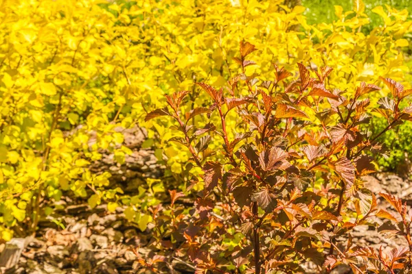 葉の異なるテクスチャと色の組み合わせPhyocorパスOpulifolius 一般的な9樹皮 東9樹皮 ランドスケープデザインにおける黄色オレンジの色の調和 — ストック写真