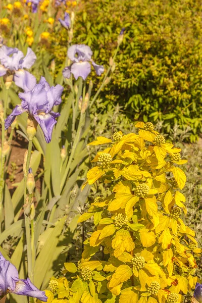 風景デザインにおける黄青の色の調和 黄色の葉と青のアイリスの背の高いひげを持つ一般的なニネベーク 東のニネベークであるPhyocalpus Opulifolius — ストック写真