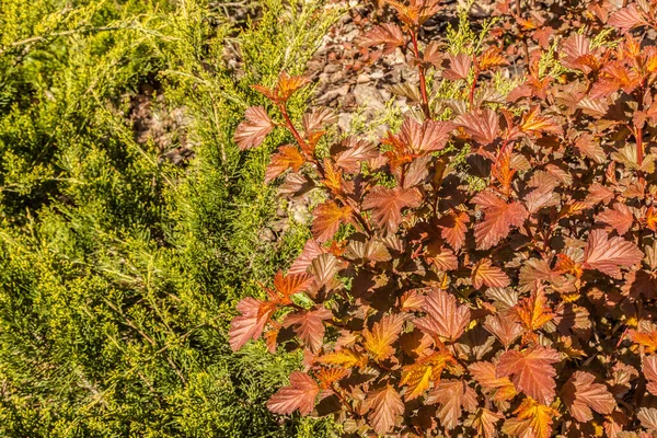 Combinação Diferentes Texturas Cores Folhagem Physocarpus Opulifolius Ninebark Comum Ninebark — Fotografia de Stock