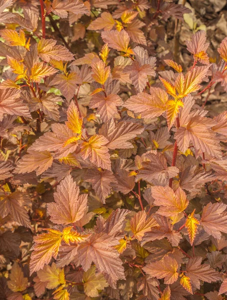 Fundo Natural Colorido Ninebark Folha Physocarpus Opulifolius Ninebark Comum Ninebark — Fotografia de Stock
