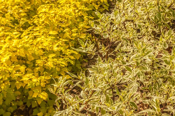 Сочетание Различных Текстур Цветов Листвы Physocarpus Opulifolius Обыкновенной Нинебарки Восточной — стоковое фото