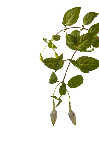Fuchsia Tak Met Bladeren Knoppen Een Witte Achtergrond Geïsoleerd — Stockfoto