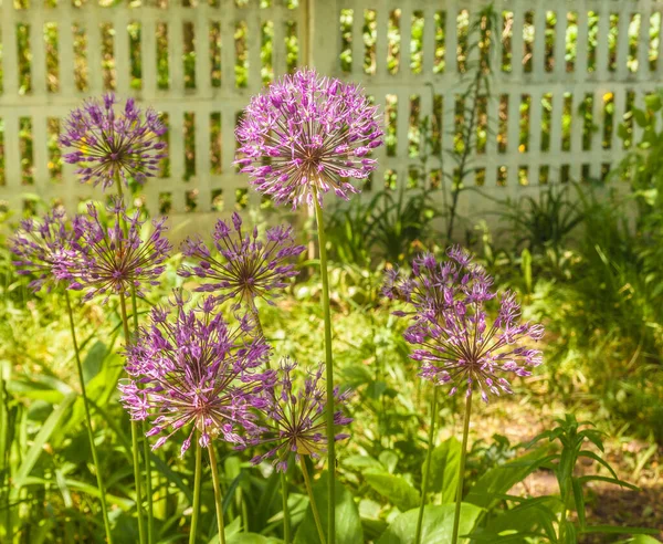 Bloom Allium Hollandicum Purple Sensation Ornamental Onion Garden — Stock Photo, Image