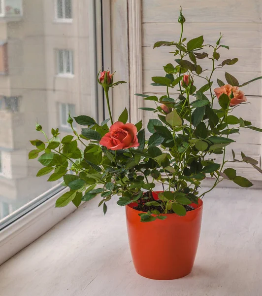 Bloom Delicato Cespuglio Rosa Miniatura Arancione Vaso Arancia Annaffiatoio Decorativo — Foto Stock