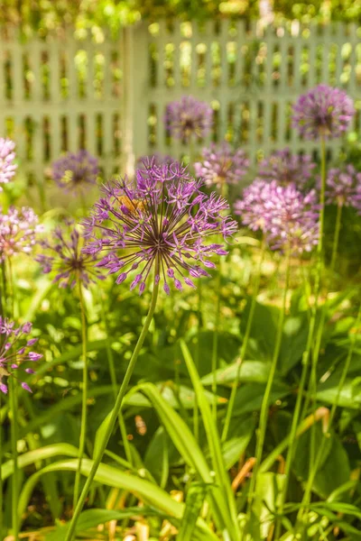 Bloom Allium Hollandicum Purple Sensation Okrasná Cibule Zahradě — Stock fotografie