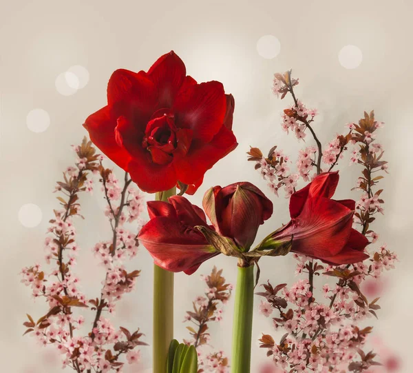 Flor Color Rojo Oscuro Hippeastrum Amarilis Ninfa Terciopelo Double Galaxy — Foto de Stock