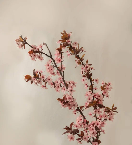 灰色の背景に桜の花の枝 — ストック写真