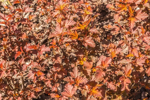 Färgglada Naturliga Bakgrund Från Blad Niinebark Physocarpus Opulifolius Vanlig Niinebark — Stockfoto