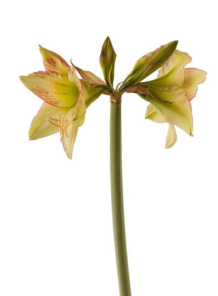 Blooming Hippeastrum Amaryllis Yellow Red Galaxy Group Forest Sunset White — Stock Photo, Image