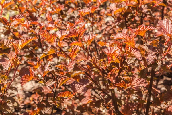 Kleurrijke Natuurlijke Achtergrond Van Het Blad Nineblak Physocarpus Opulifolius Gewone — Stockfoto