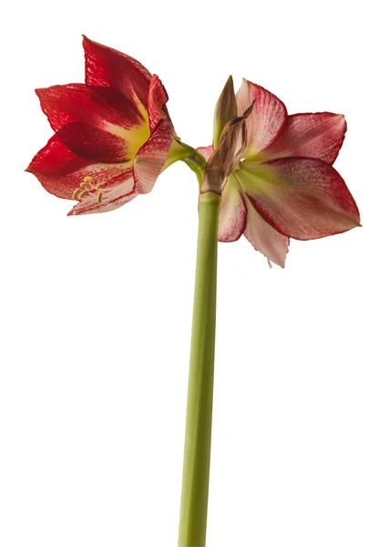 Flowering Red White Hippeastrum Amaryllis Flamenco Queen White Background Isolated — Stock Photo, Image