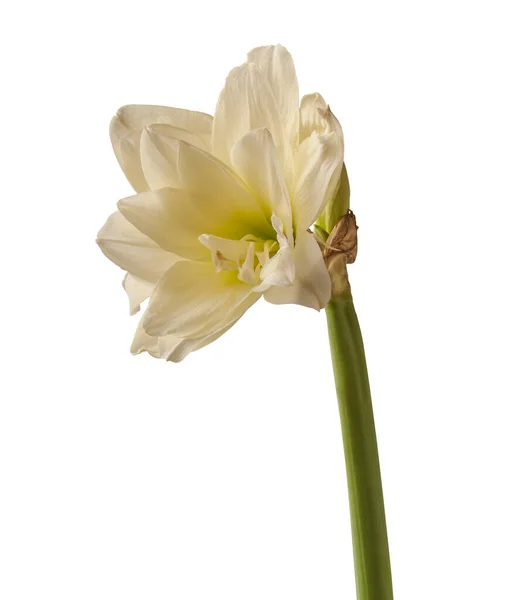 Bud  and blooming flowers of white double hippeastrum (amaryllis) Marquis on a white background isolated