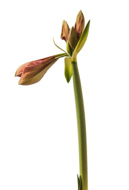 Beyaz arka planda gelişen hippeastrum (amarillis) Galaksi Grubu 