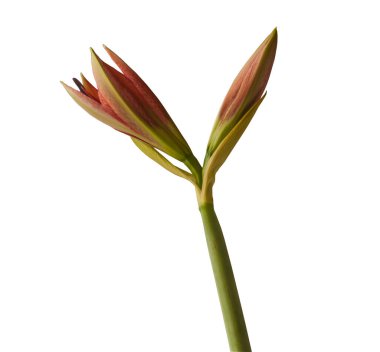 Bloom  Species  hippeastrum (amaryllis) Aulicum or Lily of the Palace  on white  background isolated.