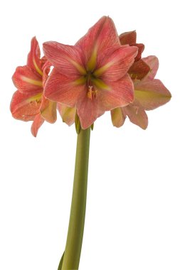 Beyaz arka planda gelişen hipotestrum (amaryllis) Galaksi Grubu 