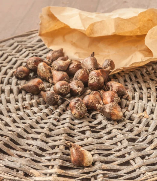 Schneeglöckchen Oder Galanthus Zwiebeln Auf Einem Holztisch Vor Dem Pflanzen — Stockfoto