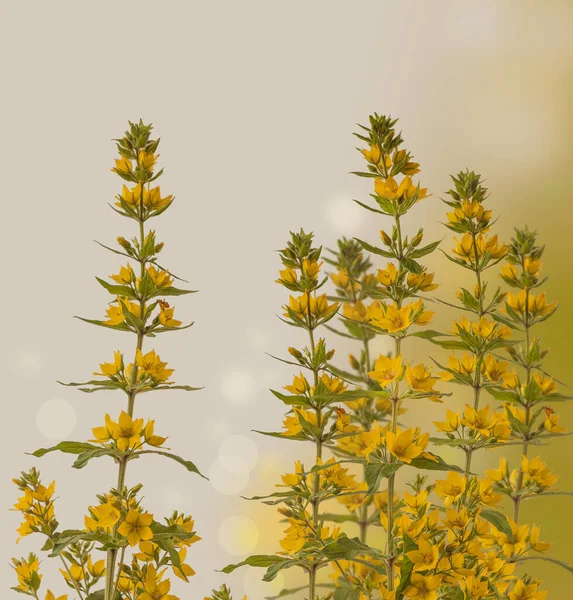 Letnie Niewyraźne Tło Kwiatem Lysimachia Vulgaris Kontekst Kalendarza Lub Pocztówki — Zdjęcie stockowe