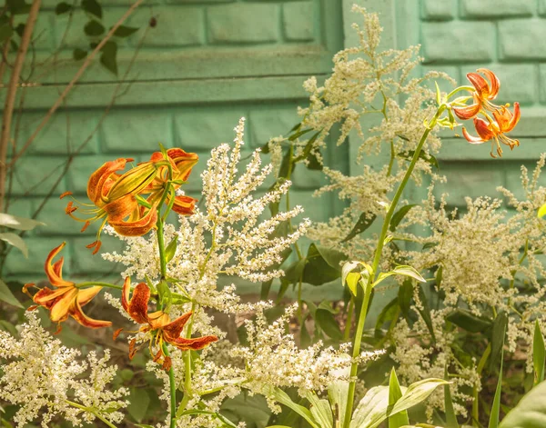 Martagon veya Türk zambağı, bahçedeki çitin arka planında Persicaria Polymorpha ile 'Kızıl Sabahlar'