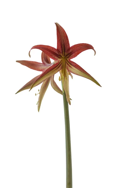 Blooming Hippeastrum Amaryllis Paz Cybister Spider Group White Background Isolated — стокове фото