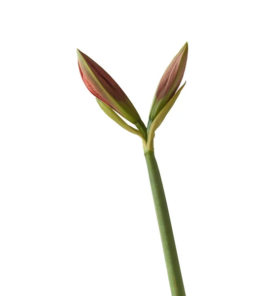Gatunki Kwiatów Hippeastrum Amaryllis Aulicum Lub Lily Pałacu Białym Tle — Zdjęcie stockowe