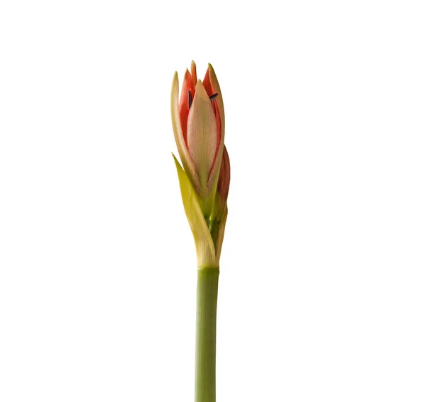 Bud Species Hippeastrum Amaryllis Aulicum Vagy Lily Palace Fehér Alapon — Stock Fotó