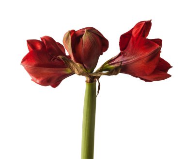 Beyaz arka planda koyu kırmızı Hippeastrum (amarillis) 