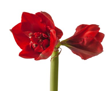 Beyaz arka planda koyu kırmızı Hippeastrum (amarillis) 