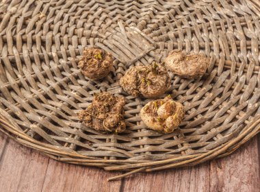 Calla bulbs or Calla tubers or Zantedeschia tubers with sprouting vegetative buds for planting in spring