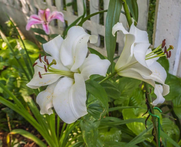 Blooming White Lilies Hybrids Orienpet Hybrids Hybrids Fence Leaves Hosta — Stock Photo, Image