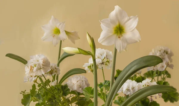 Bloeiende Witte Pelargonium Zonale Serie Castello Ras Isabella Amaryllis Hippeastrum — Stockfoto