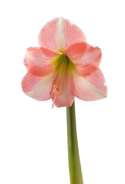 Blooming Creamy Red Hippeastrum Amaryllis Sweet Star Galaxy Group White — Stock Photo, Image