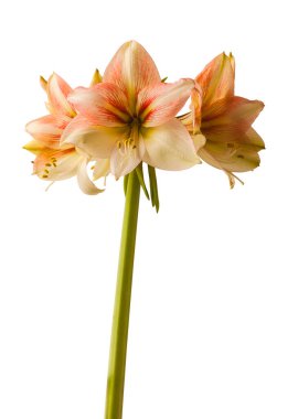 Beyaz arka planda çiçek açan kremalı ve kırmızı hipopotam (amaryllis) Galaksi Grubu Amore izole edilmiş.