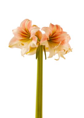 Beyaz arka planda çiçek açan kremalı ve kırmızı hipopotam (amaryllis) Galaksi Grubu Amore izole edilmiş.