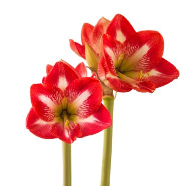 Beyaz ve kırmızı hippistrum (amaryllis) 