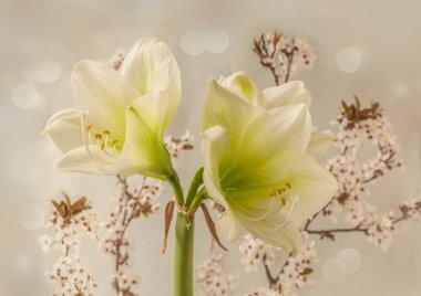 Gri arka planda çiçek açan beyaz hipofiz (amaryllis) 