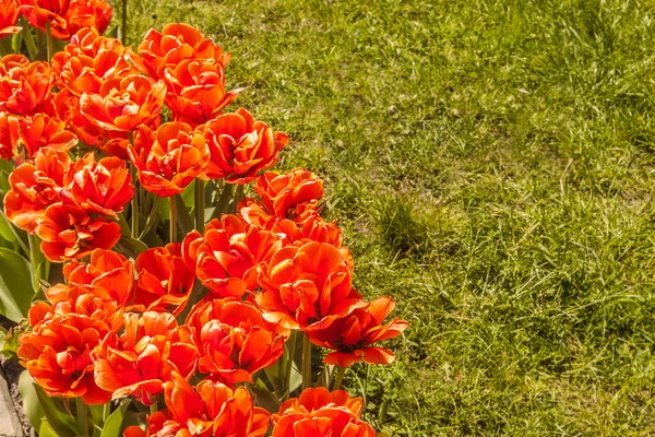 Blooming Double Late Tulips Multiflora Background Lawn — Stock Photo, Image
