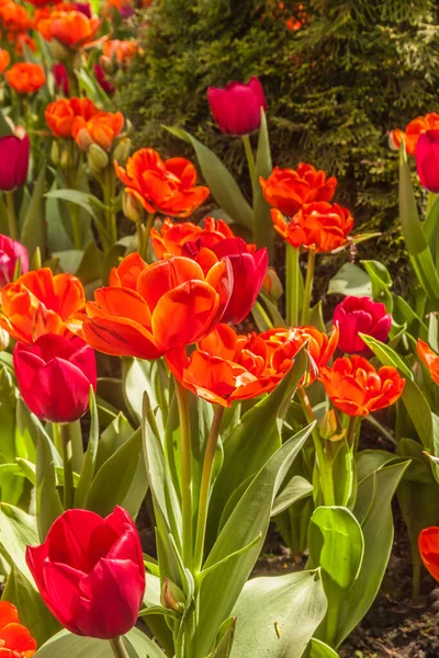 Double and single late red tulips in a flower bed in the park