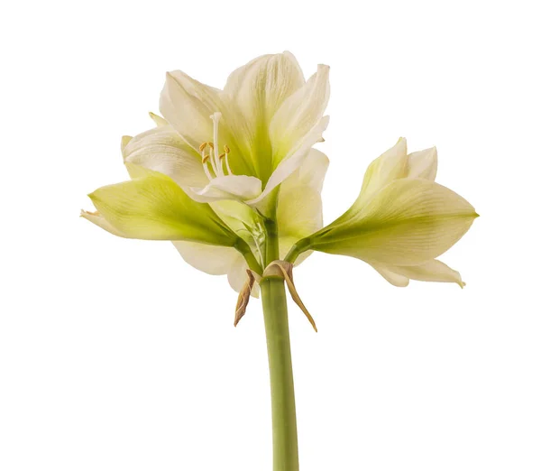 Hippeastrum Blanc Fleurs Amaryllis Groupe Galaxy Sibérie Sur Fond Blanc — Photo