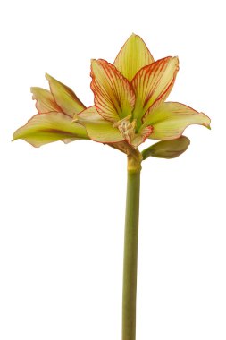 Çiçek açan sarı ve kırmızı Amaryllis (Hippeastrum) Sonatini Viridi Rascal beyaz arka planda izole edildi