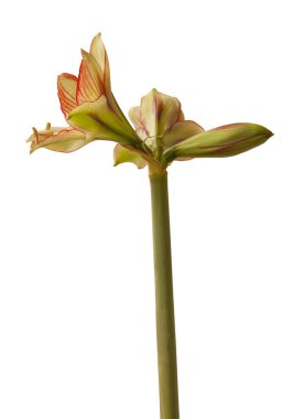 Çiçek açan sarı ve kırmızı Amaryllis (Hippeastrum) Sonatini Viridi Rascal beyaz arka planda izole edildi