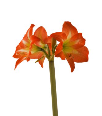 Beyaz arkaplan üzerindeki Bloom orange and white Amaryllis (Hippeastrum) Colibri Group 
