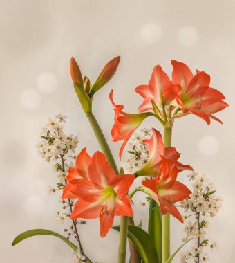 Çiçek açan turuncu ve beyaz Amaryllis (Hippeastrum) Colibri Grubu 