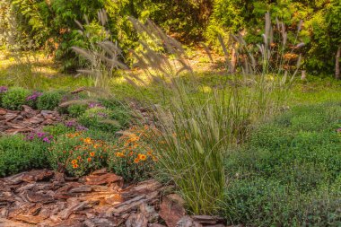 Çiçekli Kore kasımpatısı ve Pennisetum çiçekleri parktaydı. Parkta sonbahar günü.