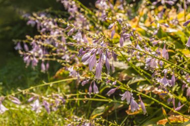 Hosta suladıktan sonra yazın çiçek açar. Parktaki Hosta sınırı. Seçici odak