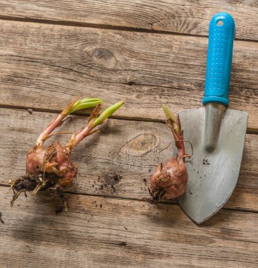 Oriental lily bulbs on a wooden table before planting in spring. Flat lay.