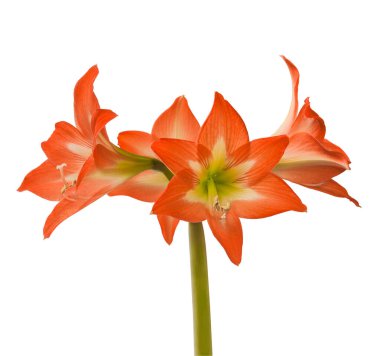 Beyaz arkaplan üzerindeki Bloom orange and white Amaryllis (Hippeastrum) Colibri Group 