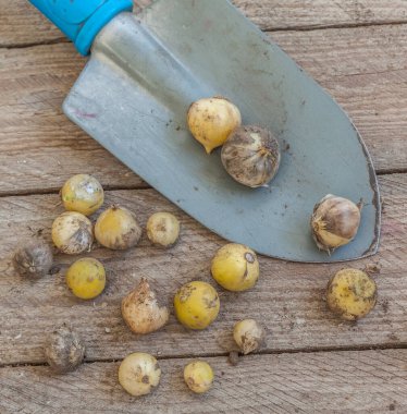 Dekoratif soğan ampulleri ya da ampul Allium karataviense ekmeden önce bahçe küreğinin yanındaki masada.