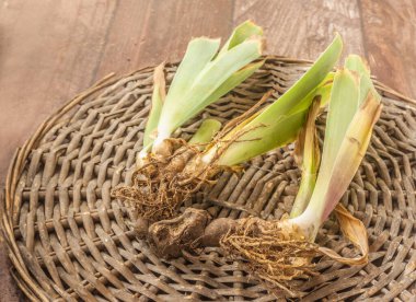 Çalıları böldükten sonra Alman bahçe süsen çiçeğinin ritmi